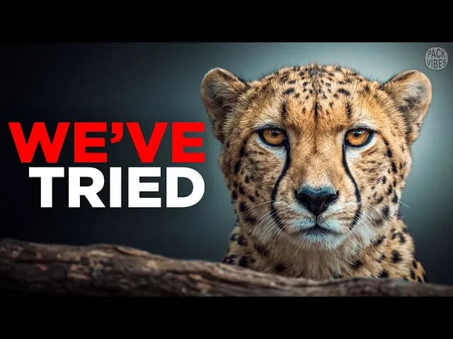Why Cheetahs Are Friendly (But Never Domesticated)